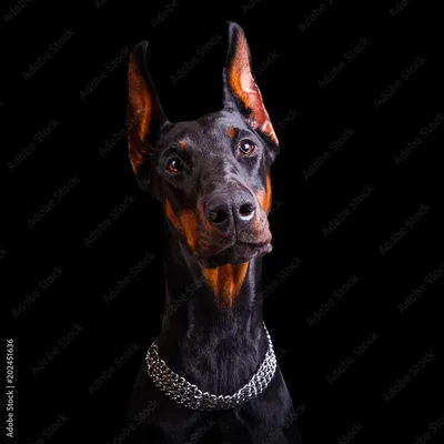 Собака породы доберман, крупным планом на черном фоне Stock Photo | Adobe  Stock