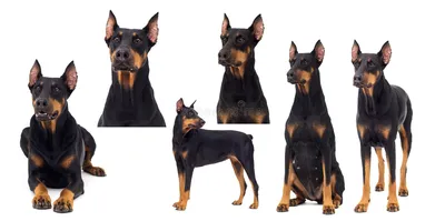 Собаки породы Доберман, характерные особенности, история происхождения и  стандарты породы
