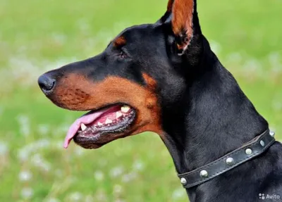 Грозные воины или агрессивные охранники: большие чёрные собаки