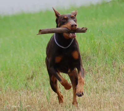 Порода собак доберман пинчер и ее характеристики с фото