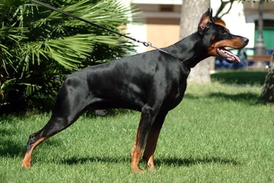 Собака доберман черный (69 фото) - картинки sobakovod.club