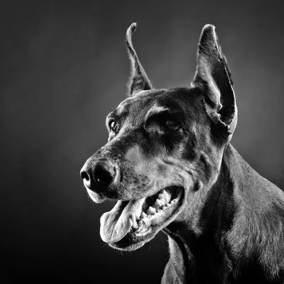Фото Доберман Собаки черные Животные 1600x1200