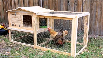 Куриные домики - YouTube