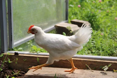 Мои первые цыплята: Группа Домашнее животноводство