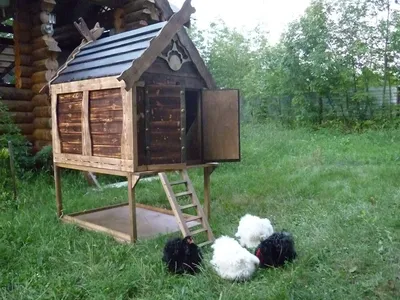 Дом старых кур, бизнес идея, видео, как сделать домик для курей