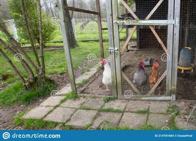 Красивый дом дом кур курятника сад Стоковое Фото - изображение  насчитывающей перо, лужайка: 214701684
