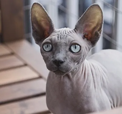 Сфинксы - описание и характеристика породы кошек с фото - Рамблер/новости