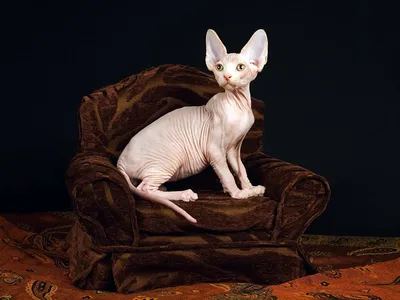 Лысые кошки породы сфинкс: фото, описание голых котов без шерсти, цены на  котят