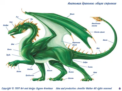 Dragons's Nest: как выглядели драконы