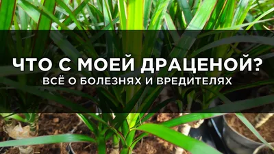 Вредители драцены: ржавые и коричневые пятна на листьях, белый налет. Всё о  недугах драцены - YouTube