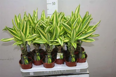 Драцена голден коаст (Dracaena Fragrans Golden Coast) | Клумба - интернет  магазин цветов в Туле