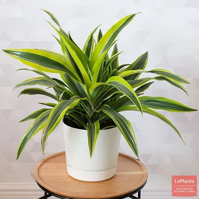 Драцена (Dracaena) — описание, выращивание, фото | на LePlants.ru