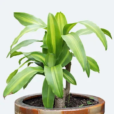 Драцена душистая (Dracaena fragrans) - PictureThis