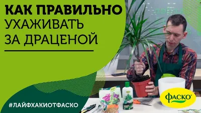 Видео о драцене: уход, пересадка, удобрение, болезни и вредители