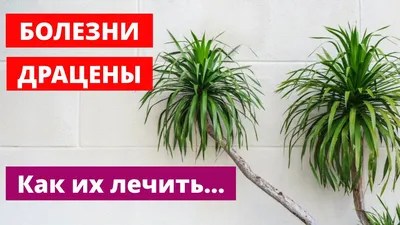 Болезни Драцены и их Лечение! Как Спасти Комнатный Цветок? - YouTube