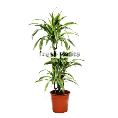 Комнатные цветы и растения : Драцена Лемон Лайм - Dracaena Lemon Lime