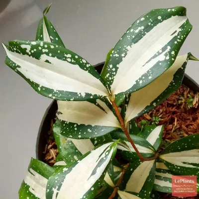 Драцена побегообразующая (Dracaena surculosa) — описание, выращивание, фото  | на LePlants.ru