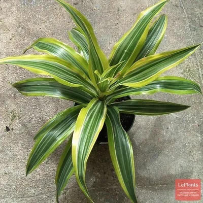 Драцена душистая (Dracaena fragrans) — описание, выращивание, фото | на  LePlants.ru