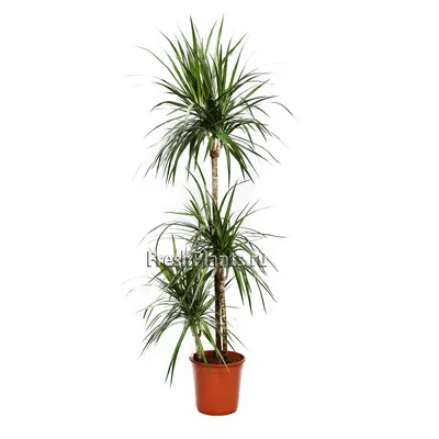 Комнатные цветы и растения : Драцена Маргината - Dracaena Marginata  Multi-Stem