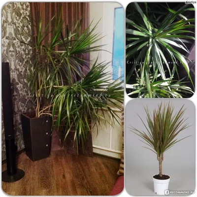 Драцена Dracaena marginata - «Родственница спаржи драцена, хороша и в  квартире и в офисе. » | отзывы