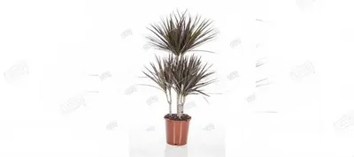 Драцена окаймленная Маджента карусель Dracaena mar купить в Краснодаре |  Товары для дома и дачи | Авито