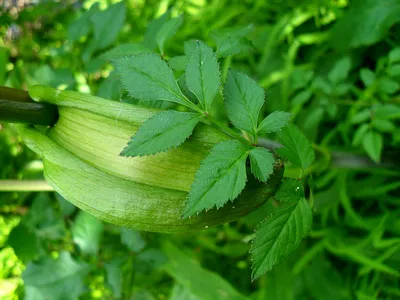 Дудник лесной (Angelica sylvestris)