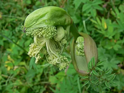 Дудник лесной (Angelica sylvestris)