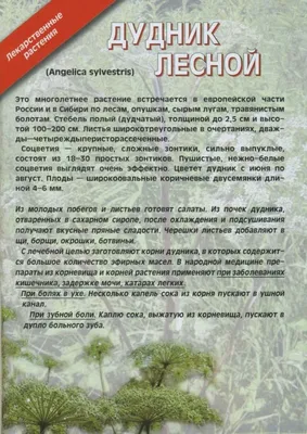 Дудник лесной | Herbal medicine, Herbalism, Medicine