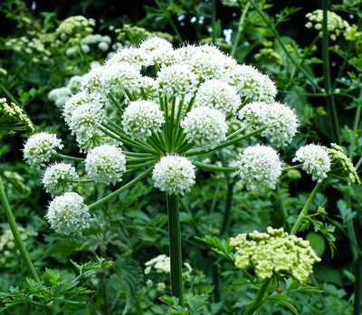 Демидов рям - Angelica sylvestris - Дудник лесной - День за Днем