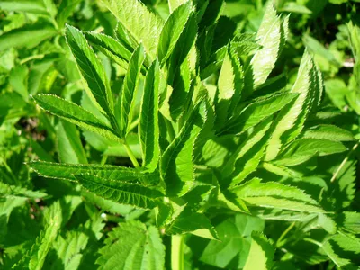 Дудник лесной (Angelica sylvestris)