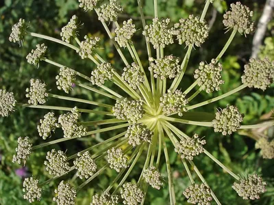 Дудник лесной (Angelica sylvestris)