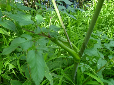 Дудник лесной (Angelica sylvestris)