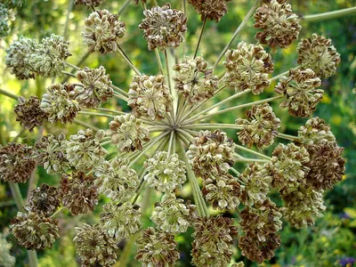 Дудник лесной (Angelica sylvestris)