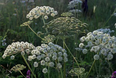 Angelica sylvestris - Изображение особи - Плантариум