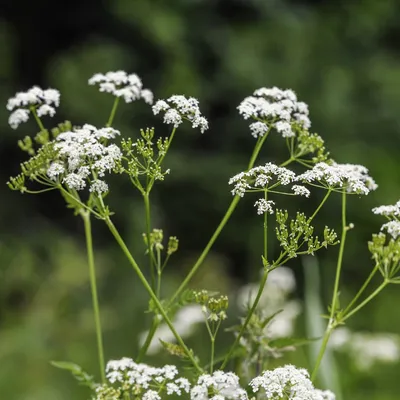 Купырь лесной (Anthriscus sylvestris) - PictureThis