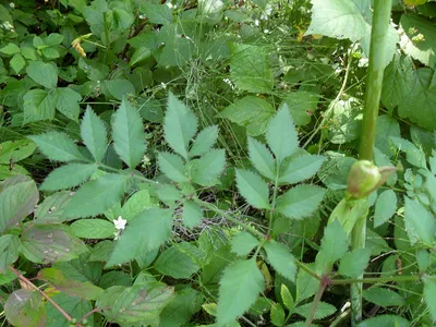 Дудник лесной (Angelica sylvestris)