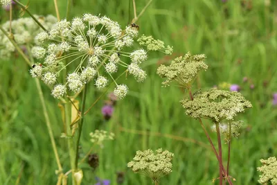 Дудник лесной (Angelica sylvestris). Фото на сайте \"Грибы: информация и  фотографии\"