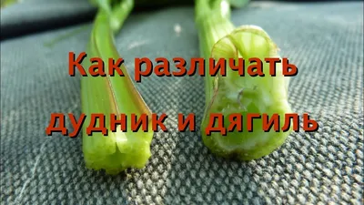 Как различать Дудник лесной и Дягиль лекарственный - YouTube