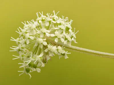 Datei:Angelica sylvestris flowers - Keila.jpg – Wikipedia