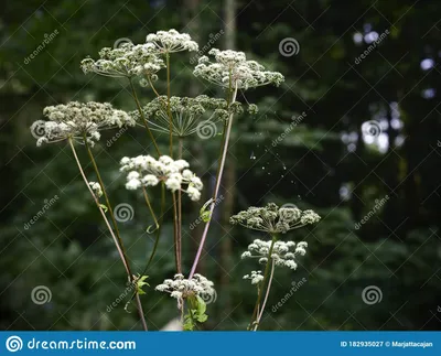 Sylvestris Angelica цветущий в темный лес. Стоковое Изображение -  изображение насчитывающей завод, трава: 182935027