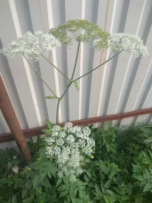 Нижегородская область начнет организованную борьбу с борщевиком