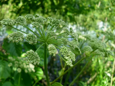 Дудник лесной (Angelica sylvestris)