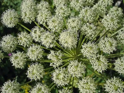 Фотокаталог растений: Дудник лесной (Angelica sylvestris)