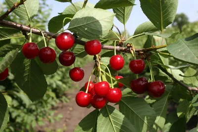 Дюк Ивановна. Купить Дюк (гибрид черешни и вишни)