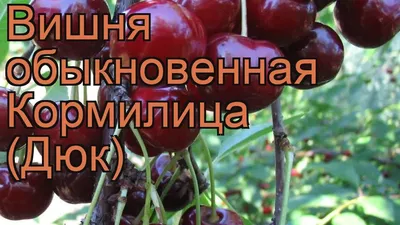 Вишня обыкновенная Кормилица (Дюк) 🌿 обзор: как сажать, саженцы вишни  Кормилица (Дюк) - YouTube