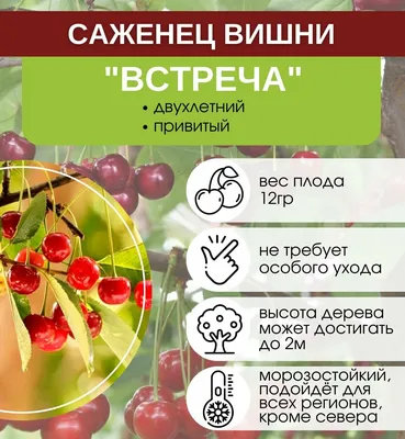 Саженцы вишни встреча — купить по низкой цене на Яндекс Маркете