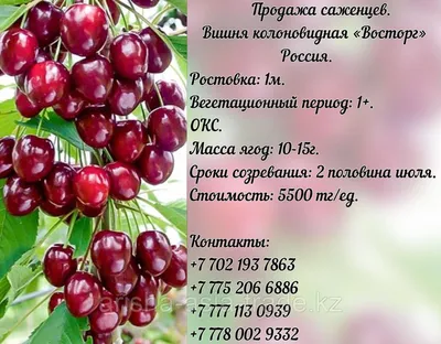 Саженец вишни колоновидной \"Восторг\" Россия: продажа, цена в Есике. Семена,  саженцы и рассада плодово-ягодных культур от \"ТОО \"Arisha eurasia tradE\"\" -  97517736