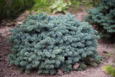 Ель колючая Вальдбрун (Picea pungens Waldbrunn)