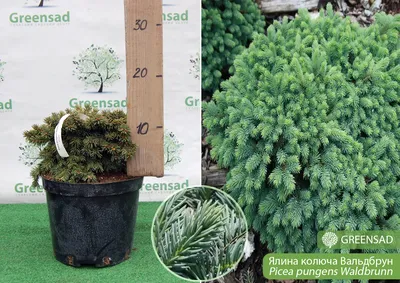 Ель колючая Вальдбрун (Waldbrunn) купить в Киеве, цена — Greensad