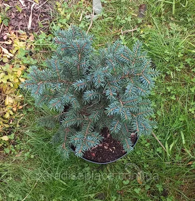 Ель Колючая Вальдбрун/ Picea Pungens Waldbrunn, С4, 30+см., 5-лет — Купить  Недорого на Bigl.ua (1131155197)